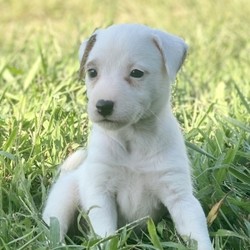 Kitty/Jack Russell Terrier/Female/,“Hi there; my name is Kitty. I am silly and sweet as can be, and I am sure that I will make that perfect addition to your loving family. My favorite things to do are giving kisses, napping, and of course being a great friend. I am a very happy puppy as you can tell. I know I will make you smile. I am looking forward to going to my new home. I will be sure to be up to date on my puppy vaccinations and vet checked from head to tail, so we can go on those long walks together. If you are looking for a puppy that will make you laugh and smile, then look no further. I am the best at making people smile.”