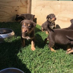 Puppies Kelpie/Stumpy Tail Smithfield for sale/Australian Kelpie/Male/Female/Younger Than Six Months,For Sale, 10 Kelpie/Stumpy Tail Smithfield Puppies.3 Stumpy Tail Boys.1 Stumpy Tail Girl.3 Boys with Tails.3 Girls with Tails.Wormed,Vacinated & Microchipped, available from Friday 4/9/2020.No Holds.