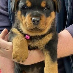 Rottweiler pup/Rottweiler//Younger Than Six Months,Purebred Rottweiler bitch. 8 weeks old 30/08/20. Full vet check, 1st vaccinations, wormed fortnightly, microchipped. Parents available to view-have DNA and Genetic Report. Ready to go to her forever home. BIN0007888806346. Call Paul ******** 585 Dalby QLD REVEAL_DETAILS 