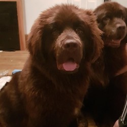Adopt a dog:Newfoundland/Newfoundland/Female/8 months,It is with the most heaviest of heart decision we have had to take we have put our girl for sale , she is brown k.c reg , a big girl and bouncy still so please bare this in mind , she is use to children and other dogs , we have never had cats , she upto date with vaccs,
worker flea treatment, she is mistress on her lead at 1st then settles down after 5 mins , she is just a wonderful girl , we have our own personal circumstances wich has made us make this very hard decision,
please no breeders apply !!! I want a family home for her not for her to be a breeding machine she was not bought for that , if you would like us to have her neutered that would be no problem either , please only get in touch if you are serious and can cope with a very big pooch who will reward you in kisses and love