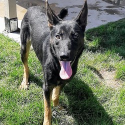 Adopt a dog:Bullet/German Shepherd Dog/Male/Young,Bullet is a handsome young boy, his adoption fee is $400,  If hebsounds like your perfect match please head over to http://www.sngsr.org/steps-to-adopting.html and fill out all applicable forms listed. 

•2-2 1/2 yr old male (75 lbs)
•Loves to play with dogs his size, no cats
•Children 12 and older
•Enjoys car rides, running on the property, water,
playing with toys especially squeaky ones,
cuddling on the couch or bed with you.
•Prefers a less active home that doesn't have lots of
visitors.
•Lawnmowers and weedeaters are going to kill you
so please keep him inside when using them. He
really wants to protect you from them. ?

If Bullet sounds like your perfect match please head over to http://www.sngsr.org/steps-to-adopting.html and fill out all applicable forms listed. He sure is handsome isn't he...his foster DNA tested him and he came back 100% German Shepherd.

The rescue suggests obedience training for all puppies and dogs. 

If you have any questions please email us at sierranevadagsr@outlook.com
or visit our website www.sngsr.org. You can also see what we are up to day to day by following our Facebook page at Sierra Nevada German Shepherd Rescue.

Thank you for considering adopting a rescue dog and supporting Sierra Nevada German Shepherd Rescue in our efforts to save lives!