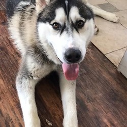 Adopt a dog:Hero/Siberian Husky/Male/Young,Sweet 45 lb youngster, right around a year old. He would do well with a similar sized buddy to play with. He is fine with kids 10 plus but no cats or babies. This dog is not for beginers. Experienced dog person only need apply.