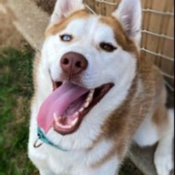 Adopt a dog:Duke/Husky/Male/Adult,Hi! My name is Duke and I am at North Campus. I am a 2-year-old male Alaskan Husky who is eager for a new home!I am outgoing, friendly and full of life! I enjoy being with people, going outside and all the activities.My ideal home would be will be with an active family who would not mind my rambunctious bubbly personality. I am a husky after all, so if you know anything about my breed we are in a whole other category of dog. Huskies are known to explore, enjoy the elements like dirt and water and we are excellent singers! I am not extremely into all those things but sometimes I like to indulge in my natural Husky instincts. You would love to add me to your family if you are looking for a lively dog. I can see us going on adventures! We can take trips to the snow, play in the ocean, going on car rides; I am down for anything! We are currently offering adoptions by appointment only, so if you are interested in adopting me, email adoptme@sbhumanesociety.org to make an appointment today!When you take your new pet home, he or she will have been spayed/neutered, up to date on vaccinations, provided with a permanent microchip identification, a certificate for a free veterinary exam, and an incentive for pet insurance. Our partners at Purina brand dog and cat food also provide food to get you home. We do offer transfer between campuses if an animal you are interested in is at the location not nearest to you. Our adoption fees help support our community programs and the next animal who needs our help!
