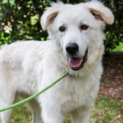 Adopt a dog:Blake/Great Pyrenees/Male/Young,Meet Blake a special, cute boy, born approximately August 2019, is looking for a special home.

Blake was found as a stray in North Texas with his sister who would not leave his side. A kind lady found them and contacted GPRS. Our rescue volunteer found Blake's body lifeless, extremely emaciated and he could not stand because his leg was injured. Our volunteer immediately took him to the vet and was told he would most probably need an amputation to address an old and very painful break. But Blake had a strong will and with the help of the vet and GPRS, he recovered and his leg has healed without having it removed. Now he's happy, healthy and quite the love bug.

His foster mom says 