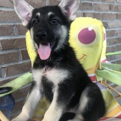 Roslyn/German Shepherd Dog/Female/,Hello! My name is Roslyn, and I am super excited to meet you! I cannot wait to join your family and go on adventures with you. I love to play. I also like to snuggle up next to you for a quiet nap, especially on those rainy days. I come up to date on vaccinations and vet checked, so I will be healthy, happy, and ready to come to my FUR-ever home! So go ahead and pick me for a lifetime of puppy kisses and love. Do not wait!