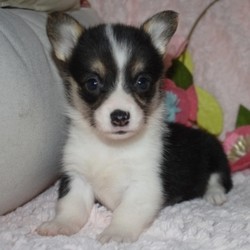 Moxie/Pembroke Welsh Corgi/Female/,Hi, I'm Moxie! It's very nice to meet you. I'm a very outgoing puppy and I'm looking for a family where I would fit in! If you think you could be that family, then hurry up and pick me. I will be up to date on my vaccinations before coming home to you, so we can play as soon as I get there. I'm very excited about meeting my new family, so please don't make me wait too long!