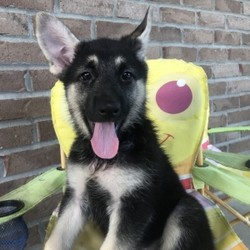 Roslyn/German Shepherd Dog/Female/,Hello! My name is Roslyn, and I am super excited to meet you! I cannot wait to join your family and go on adventures with you. I love to play. I also like to snuggle up next to you for a quiet nap, especially on those rainy days. I come up to date on vaccinations and vet checked, so I will be healthy, happy, and ready to come to my FUR-ever home! So go ahead and pick me for a lifetime of puppy kisses and love. Do not wait!