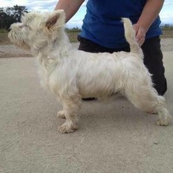 West Highland White Terrier (Westie)/West Highland White Terrier//Younger Than Six Months,15 week old Westie Girl is now ready for her new home.I am a registered breeder with Dogs Victoria members No 3100048367 Prefix Quantox. Source number is RB115108.Puppy has been raised in a family environment - incl children, 3 dogs, and some chickens! Puppy can sit if offered roast chicken and is happy on a lead. Toilet training during the day has started with only a few accidents.Puppy is microchipped, vet checked, sold on limited register (not for breeding or export) and vaccinated (at 6, 10 & 14 weeks). She's been wormed every two weeks then monthly from 12 weeks of age. Puppy has also received flea treatment.Puppy is sold with a 21 day health garantee.Comes with a puppy pack incl dry food, wet food, lots of information and toys.This is a very reluctant sale (hence puppy is 15 weeks old), we have decided she does not meet our breeding standards.Please initially email with any questions, we'd love to hear a from you.Mum is shown in the second photo, Dad is the dog in the last photo.A little bit about Westies:The beautiful, shaggy coat, button nose and small, erect ears give this breed a cute and cuddly image. Their bodies are compact and their heads have a fox-like appearance. The coat, however, is their hallmark: a double coat, the outer coat being straight, hard hair and the under one being soft and plentiful. Their movement is free, straight and easy.West Highlands are cheeky, confident and affectionate characters. They are alert and courageous, making them good guard dogs. They are also totally loyal to their families. They make excellent playmates for children both indoors and outdoors because they can withstand rough play.