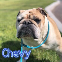 Adopt a dog:Chevy in Colorado/English Bulldog/Male/Senior,Meet Chevy in Windsor Colorado!

Just look at that adorable old face!!!! You can just see how much personality he has from that adorable mug!!! He is around 10 years old and is an English Bulldog. If you are looking for a constant companion, Chevy is your guy! He loves to be with his people and loves to snuggle. He enjoys short walks and naps, and will make someone a wonderful companion. He will do best in a home without young children or other dogs. 

We are partnering with Big Bones Canine Rescue to find this fantastic senior a forever home. Please help us spread the word so that we can help Chevy make his dreams come true!!!

PLEASE NOTE - We will check your veterinary reference, to ensure that current and prior pets have a history of being kept up to date on vaccines, annual exams and recommended bloodwork. We also do home checks to make sure that your home environment meets the needs of the particular dog you are interested in.

If you’re interested in adoption, please fill out our online adoption survey at http://olddogsnewdigs.com/form-adoption.html.