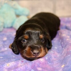 Gannon/Dachshund/Male/,Meet our little prince, Gannon! He loves to wake up early and take long morning walks in the fresh air. Gannon has his favorite toys and can play all day. He will make a great family companion and can’t wait to get home to you. Gannon will have a complete nose to tail vet check and arrive up to date on his vaccinations. He’s ready to meet his new family! Hurry! Don’t let him pass you by!