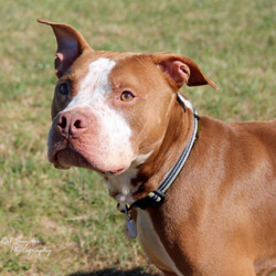 Adopt a dog:Squiggle/Pit Bull Terrier/Male/Adult,This sweet, sensitive boy bonds quickly with people and would love to have a forever family.  He does like to play with other dogs occasionally but would be just as happy as the only pet.  If he is the guy for you apply online at www.fwpbc.org