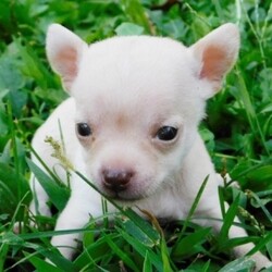 Jorge/Chihuahua/Male/,Sweet puppy with lots of 
