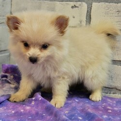 Lennyx/Pomeranian/Male/,Meet Lennyx! When arriving to his new home, Lennyx will have a complete nose to tail vet check and arrive up to date on his vaccinations. His coat is thick and soft to the touch. I am sure you will fall in love with him at first sight. He cannot wait to be held in your arms and be loved. Just imagine all the fun things you can do! Whether shopping all day or taking a stroll on the beach, Lennyx will surely be the loving companion you have been looking for.