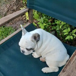 Adopt a dog:French Bulldog puppies/French Bulldog/Male/Female/Younger Than Six Months,French Bulldog puppies available,DNA clear parents,certificates can be shown for verification,Both parents have no health issues and are avialable when viewing the puppies2 X blue brindle pied males2 x brindle & white pied femalescream female also availableEnquires welcomebreeder NCDI 9002397