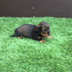 Dublin/Dachshund/Male/,Look no further! You have found your new baby boy. Dublin is exactly what you have been looking for, perfect in every way. He loves playing ball in the yard and is always up for movie-time. He is just waiting for that perfect family to make him theirs. He is always the first to want to lay right up with you when it’s movie and popcorn time. He will be sure to come home to you up to date on his puppy vaccinations and vet checks. Don’t let this little cuddle bug pass you by. He is just waiting for you to make him your forever baby boy.