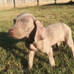 Frankie/Weimaraner/Male/,Hi there; my name is Frankie. I am silly and sweet as can be, and I am sure that I will make that perfect addition to your loving family. My favorite things to do are giving kisses, napping, and of course being a great friend. I am a very happy puppy as you can tell. I know I will make you smile. I am looking forward to going to my new home. I will be sure to be up to date on my puppy vaccinations and vet checked from head to tail, so we can go on those long walks together. If you are looking for a puppy that will make you laugh and smile, then look no further. I am the best at making people smile.