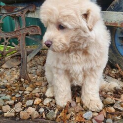 Japanese spitz cross hot sale poodle for sale