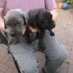 Neapolitan mastiff puppies/Neapolitan mastiff/Mixed Litter/9 weeks,I have a stunning litter of Neapolitan mastiff, 3 blue girls
1 black brindle boy
8weeks old ready to leave, on solid food.
Mum is our guard dog, Dad is family pet. 
Any more info please contact me.