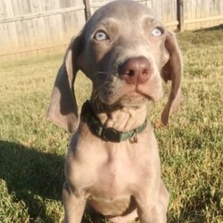 Frankie/Weimaraner/Male/,Hi there; my name is Frankie. I am silly and sweet as can be, and I am sure that I will make that perfect addition to your loving family. My favorite things to do are giving kisses, napping, and of course being a great friend. I am a very happy puppy as you can tell. I know I will make you smile. I am looking forward to going to my new home. I will be sure to be up to date on my puppy vaccinations and vet checked from head to tail, so we can go on those long walks together. If you are looking for a puppy that will make you laugh and smile, then look no further. I am the best at making people smile.