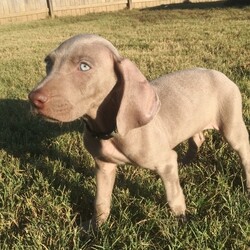 Frankie/Weimaraner/Male/,Hi there; my name is Frankie. I am silly and sweet as can be, and I am sure that I will make that perfect addition to your loving family. My favorite things to do are giving kisses, napping, and of course being a great friend. I am a very happy puppy as you can tell. I know I will make you smile. I am looking forward to going to my new home. I will be sure to be up to date on my puppy vaccinations and vet checked from head to tail, so we can go on those long walks together. If you are looking for a puppy that will make you laugh and smile, then look no further. I am the best at making people smile.