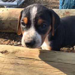 All pups sold pending/Beagle/Male/Female/Younger Than Six Months,Hound x beagle puppiesBoys & girls available6 weeks next Monday will be available at 8 weeks.All puppies are super friendly & have been well handled since birth.$300 each located Hobart area4 puppies left - 2 boys, 2 girls keep enquires coming if I haven't replied to your messages they are either not detailed enough about the home you will be giving pups only available to good homes