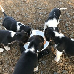 All pups sold pending/Beagle/Male/Female/Younger Than Six Months,Hound x beagle puppiesBoys & girls available6 weeks next Monday will be available at 8 weeks.All puppies are super friendly & have been well handled since birth.$300 each located Hobart area4 puppies left - 2 boys, 2 girls keep enquires coming if I haven't replied to your messages they are either not detailed enough about the home you will be giving pups only available to good homes