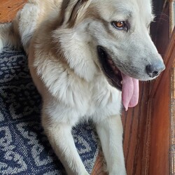 Adopt a dog:Bruno/Great Pyrenees/Male/Adult,Are you ready for your life to change in a BIG way? Big paws, big energy, big heart, that's what Bruno has to offer you. And that’s how he lives his life — he plays big, relaxes big, and snuggles big. So, if you’re ready for a dog that’s a little...extra, please consider making Bruno a big part of your life.
 
Bruno is a young, 80-pound Great Pyrenees mix. And with youth comes energy. Bruno needs lots of fresh air and exercise to tire him out each day and is happy to get it through walks or romping around in the yard. A fenced-in yard will be a must for this guy, as well as a playful sibling doggo who can help him burn off some of that excitement for life. When he’s a little wound up at night, a sure cure is a night walk just letting him sniff to his heart’s content, then he’ll settle right down for a great night’s sleep.
 
Speaking of sleep, Bruno promises to be good and sleep all night as long as you don’t crate him. He gets very stressed in his crate but is well behaved outside of it. This big buddy is totally housebroken, non-aggressive, and honestly a big napper in between his big bouts of energy. He loves to play with dogs and people alike. Your constant companion, Bruno will happily follow you around and cuddle you whenever you let him -- Bruno definitely doesn’t see his bulk as a deterrent to lap snuggles.
 
If you’re a dog lover with a BIG heart, please consider applying to be Bruno’s forever home. 

Interested in adopting this dog? Visit our website (http://www.SecondCityCanineRescue.org) to fill out an application and to find out where this dog may be shown this weekend.

We love our dogs. We want happy lives for all of them and are looking for the home that provides the best fit for each dog’s individual needs. Please understand that there may be multiple families interested in this dog. Come to the show to find out if this dog is the right fit for you — it's helpful to bring all family members and current dogs. 

Also, please know that the breed mix listed is simply a guess. In most cases, we don’t know their background. We encourage you to base your decision on individual personality and pet qualities instead of relying on our guess.

Please understand, we only adopt our animals out near the Chicagoland area. Questions? Email us at adoptions@sccrescue.org. Hope to see you become part of the SCCR family!