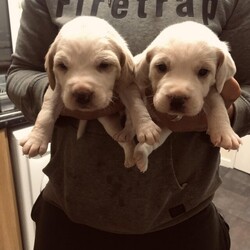 Adopt a dog:Beagle puppy’s/Beagle/Male/4 weeks,I have 4 lemon and white MALE beagle puppy’s for sale ready to go 8th November the puppy come flead wormed and microchipped 
Loving homes only
I’m taking £100 non refundable deposit to secure puppy of your choice until pick up.
Message for more info
