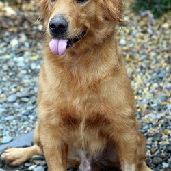 Adopt a dog:TROOPER/Golden Retriever/Male/Adult,Please go to www.yvpr.org/adoptions for more information and to complete an adoption application. 
 
Trooper is a very handsome Golden Retriever. He is 3 years old, 71 lb and standing 23 inches. Trooper is very friendly to all humans. He loves to play and enjoys attention.  He would do fine with older children; he is young and strong and would knock smaller ones down not meaning any harm. Trooper gets along well with cats. He loves other dogs and would do wonderfully with dogs around his size who would like his energetic playing.  Trooper hasn't had much training and has been mostly kept outside,  so he isn't house trained. He is crate trained. He would be an awesome  family dog with a little work on obedience and manners.  He would do best with active adopters who will bring him along for adventures. A little patient training will make this handsome, intelligent and loving dog a loyal and fun member of the family. Please apply at yvpr.org/adoptions to adopt Trooper!


An application must be filled out and accepted before a meet can be set up. If accepted, you will hear from us within 72 hours. You will have the opportunity to ask questions before you meet the pet; an adoption may or may not happen at that time. We do adopt outside the Yakima area IF you are able to come to Yakima to pick up your adopted pet.  We do not have a kennel facility; all of our pets are in foster homes. Therefore, meets and adoptions take place at either our office or at a place chosen by the foster.   If a pet has 'pending' beside its name, an adoption is imminent. Please fill out an application anyway because adoptions don't always go through. Your application will be kept on file for 30 days in case you find another pet you'd like to apply for.  Thanks for thinking adoption and Good Luck!