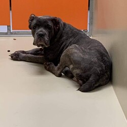Adopt a dog:Serenity/Cane Corso/Female/Adult,Meet Serenity!

Serenity is an approximately 5-year-old Cane Corso mix who was surrendered to Philly ACCT by her previous owners due to her health for what seems like allergies (ear odor, licking and scratching).

Serenity's previous owners report her as being quiet, nervous, calm, good with children/men/women, good with other dogs and walks well on a leash. They stated she is a very laid-back and submissive dog. She lived with children ages 6-14 previously and reportedly did well. She also lived with 3 other dogs. It is unknown how she is with cats, so a kitty-free home is recommended. 

Serenity had been at ACCT for nearly a week but hadn’t left her kennel because she was so terrified in the noisy shelter. After sitting with her for 15 min, she trusted one of the ACCT volunteers enough to leash her and take her outside. She was so nervous and hand shy, but after a while started following her around the run! She seemed to relax a bit around other dogs and her body language became looser around them. Her ears were in terrible shape and she’s been horribly overbred. She looks a lot older than her supposed 4-5 years. 

Serenity will be fully vetted prior to adoption including exam/full bloodwork, spay, microchip, vaccines, deworm, 4dx heartworm/tick test, on monthly heartworm prevention, and on monthly flea/tick prevention. She will also be treated for her ear infection/allergies.

For an adoption application on Serenity, visit our website at bellareedpbr.com/adoption

For more photos of Serenity, visit her photo album on our Facebook page at Facebook.com/BRPBR.

NOTE: All dogs over 6 months of age stay in BRPBR foster care for a minimum of 30 days before going to a forever home. This insures we are able to address any issues (whether behavioral or medical) and also helps us learn more about them to better pair them with a forever home! Serenity will be able to go to a forever home at the earliest: 11/17. We DO accept and process applications during the waiting period, however!