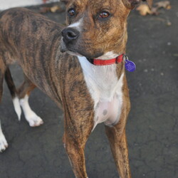 Adopt a dog:Bella/Boxer/Female/Adult,Hi, my name is Bella. I am a beautiful 2 year old, 60 lb girl. I do well with other dogs and I am so precious. I am beautiful and loving. I enjoy going on walks, too.

My adoption fee is $250, which includes my spay, shots, heartworm testing, and microchipping. You can find the adoption application and process on our website www.orphanannierescue.org. 

You must live in metro Atlanta to adopt me.