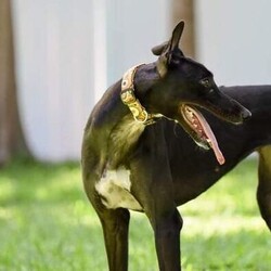 Adopt a dog:PS Taekwondo/Greyhound/Female/Adult,(PS Taekwondo) Betty, is petite, weighing 50 lbs.  with a shiny black coat and white markings on her chest, feet and the tip of her tail.  Her birthday is May 5, 2019.
She is curious about all aspects of her new life, a quick learner of routines and her foster parents expectations.  
Betty is a little shy when meeting new people, she has no issues with medium or large dogs ( she hasn’t experienced small dogs or cats yet).
She loves every dog toy in the house, especially ones she can chew or toss up in the air 
She is a great eater and is starting to love getting treats!
She follows us throughout the house and loves getting petted. She looks up to and follows our own greyhound (Ginger) everywhere.
She will make a wonderful addition to a lucky home.  Maybe yours?  Betty is fostered in Venice.  Her adoption fee is $335.  This covers her spay, dental, heartworm test, microchip and her shots are up to date.  If you would like to meet our beautiful Betty please call Janet at 573 535-4812.