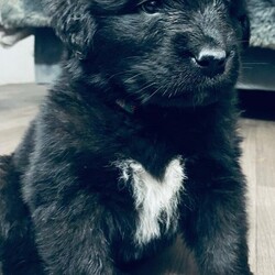 Adopt a dog:Newfoundland Puppies/Newfoundland/Male/7 weeks,**ONLY 1 STUNNING BLACK BOY REMAINING **
We are so proud to be able to offer puppies from this amazing litter of Newfoundland’s. Mum and Dad are our beautiful pets and absolutely adore each other ....this has been a long awaited litter ! Mum is a KC registered purebred black Newfoundland has been hip scored and has a total score of a 6 which is incredible for a Newfie and great genetics to pass on to her puppies. Dad is a purebred KC registered Landseer Newfoundland he has not yet been hip scored. I do not work so I am at home with these puppies everyday and they have my undivided attention and are completely socialised with all every sights and sounds and also interaction with children everyday.
Available
2 x Black Boys £3000.00
All puppies will be wormed, vet checked and microchipped. They will also come with a contract of purchase. The puppies will not be vaccinated because of the many variables in the type and different manufacturers of vaccines. NOTHING to do with cost. If I were to give your puppy it’s first vaccine you could take your puppy to a different vet that uses a different manufacturer and he would have to start the course again because the vaccines aren’t compatible and this would result in a puppy being given extra unnecessary vaccine. All puppies will also come with a complimentary insurance cover from Petplan for the first few weeks to give you time to either source insurance or continue with Petplan ... I use them and they are amazing. They will also come with a goodie bag and scented blanket from mum along with one of their toys and a selection of ‘puppy patties’ to keep you going for the first few days with food.Puppies are currently being weaned onto a ‘Luna and Me’ raw food diet ... I have had Newfies for 25 years and found a raw food diet suits them so well.
A £300 non refundable deposit will secure your puppy and they will be ready to leave at 8 week