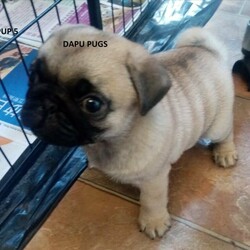 Adopt a dog:2 BEAUTIFUL FAWN PUGS -  2 BOYS. 1 BEAUTIFUL BLACK BOY PUG PUPS/Pug/Male/Younger Than Six Months,1 Black Male and 2 fawn male pug pups -READY FOR NEW HOMES 31ST OCT.Born 2nd Sept theese pups will be ready for their new homes on 31th OctTake NOTE non negotiable price is $4000 ea for the 2 FAWN boys and $3250 for the black boy (subject to conditions) - THAT MEANS NO OFFERS!Pups are raised in a household environment with lots of love and attention. These pups will come with limited register pedigrees from Dogs Qld (ANKC), will be wormed every 2 weeks, microchiped, had 1 st vaccination and vet checked before going to new homes.All pups will come with a puppy starter pack which contains a crate, with bedding, bag of dry food, tin of wet food, bowls, toys, treats etc. You are not being charged for the starter pack in the price of the pup - we supply this to ensure an easy transition to their new homes.Pups come with 6 weeks free Pet InsuranceCONTACT viewing is avaiable NOWWe can arrange interstate transport, at buyers expense - via road transport onlyBest contact is by phone between 7am-7pm only o491 676 425Dogs Qld Member 4100208367Breeder Supply Number : 0001161078832