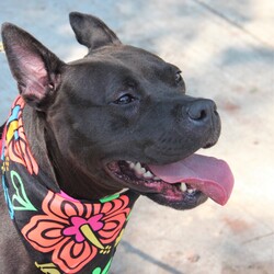 Trixie 43922/Pit Bull Terrier/Female/Adult Adopt a dog:Trixie 43922/Pit Bull Terrier/Female/Adult,Hey! My name is Trixie! I am a spunky girl hanging out at the AHS Shelters! I am a sultry, beautiful doggie with a gorgeous black coat and a cute little white patch by my heart! Three words to describe me are energetic, playful and lovable! I'm an affectionate girl who needs to be the apple of your eye, so I would do best as the only animal in a child free home. I love to get outside, play and soak up the sun running around to get some exercise. I'm yours for the taking, all you have to do is call!!!