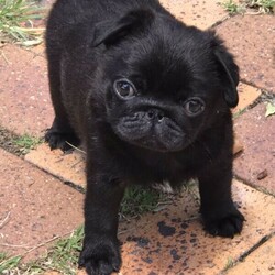 Adopt a dog:1 Purebred male pug puppy/Pug//Younger Than Six Months,Purebred black pug .Male.Vet checked, wormed, vaccinated and microchipped.Ready to find his forever home .