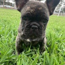 French Bulldog Pups/French Bulldog/Male/Female/Younger Than Six Months,Male French Bulldog. 1 of 5 pups. All vet checks done. 10 weeks old, Blue lines. Lovely Temperament. Ready for new home. 