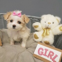 Adopt a dog:Maltese Shihtzu puppies/Maltese/Male/Female/Younger Than Six Months,HiUpdate ( the girl sold) the boy availableI have nice litter Maltese × Shihtzu puppies small size around 4 kilos when they full grown up. available now and ready to go .