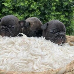 Pedigree Papered French Bulldog Pups/Other/Male/Female/Younger Than Six Months,I have for sale1x brindle female2x black brindle malesAll puppies are raised indoors in our family home, they will be well socialised with other dogs and children.The puppies will be fed a premium diet of royal canin biscuits and fresh mince.Puppies will all come vaccinated, microchipped, wormed every 2 weeks from birth and vet checked, they will also come with pedigree papers (mains may be considered)Mum is a very laid back easy going girl who has a very loving nature, absolutely loves kids and playing fetch.Dad is a beautiful blue brindle colour, very affectionate and full of energy .I am a registered breeder through MDBA , breeder number 15454.Puppies were born on 4.10.20 and will be ready for their new forever home at 8 weeks on the 29.11.20Please message via gumtree for further information regarding these beautiful puppies .