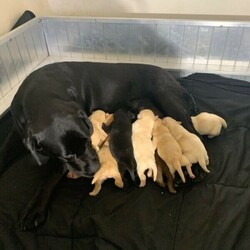 Adopt a dog:Purebred Labrador Puppies/Labrador Retriever/Male/Female/Younger Than Six Months,I have a beautiful litter of 10 Purebred Labrador Puppies6 boys & 4 femalesThey will come microchipped , vaccinated wormed & vet checkedThey do not come with pedigree papersAnd only selling to the best of homesAble to freight pups at buyers expenseNo time wastersCall or text ******7447 REVEAL_DETAILS Registered with mbda #16820