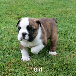 British Bulldogs/British Bulldog//Younger Than Six Months,5 beautiful Bristish Bulldog pups are looking for their new homesReady for go from 16th NovemberWormed at 2, 4, 6 and 8 weeks. They will come vaccinated and microchippedParents are both of great natures. Great with kids and other dogs. Coming from a family environment, these babies will be the best addition. Mum is brindle and white pied. Dad is lilacBoy 1 & 2 $6500Girl $5500Boy 3 & 4 $5500Non negotiablePlease contact for more info or viewingBIN# 4100020218WalgooanCanine control council qldMicrochip# 956000009594209