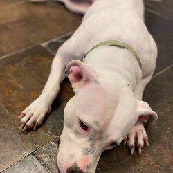 Adopt a dog:Lokey/Dogo Argentino/Female/Baby,Lokey is a sweet even tempered 1 year old Dogo mix. Lokey weighs 50 lbs. She is friendly and calm around all dogs, cats, adults, and children. Lokey loves to be near her people for play, snuggles and pets. She is somewhat clingy and would be great for a person who is home alot. Lokey is fully vetted: spayed, current on vaccines and chipped, and her adoption fee is $350. If you would like to meet (and fall in love with) Lokey, please fill out an adoption application on our website located at www.pawprinthearts.com.

PLEASE NOTE: We only adopt to homes within 1 hour drive from Tampa.