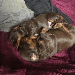 Beautiful tri colour Working cocker spaniels/Cocker spaniel/Mixed Litter/3 weeks,1 beautiful tri colour cocker spaniel for sale. Dam is chocolate, tan, white. Sire is a beautiful fox red. I own both parents and they are house reared. All pups will be microchiped, 1st vaccines, wormed and KC registered. They have been legally docked and dew clawed and have certificates. All pups are tri coloured. There is 1 male  left. Both parents are workers. £500 deposit required ( no refunds).