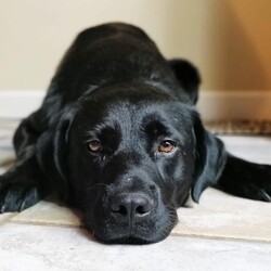 Adopt a dog:Colson/Black Labrador Retriever/Male/Young,