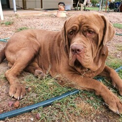 Adopt a dog:French Mastiff & Neapolitan Mastiff puppies/Mastiff/Male/Female/Younger Than Six Months,One girl left in search for an adopting family,. They 4 weeks old tomorrow, already big in size and willkeep growing to be large big dogs as you can see the parents in pictures. Mum isover 55 kg Dogue de Bordeaux andfather 70 kg Neapolitan Mastiff. This isthe first litter for our mum and she is avery good mother to her puppies.Parents are lovely gentle and loyal familyfriends . They need your attentions andlove and as they not very energetics theystill love to follow you around have abath in the dam or sleep on your legwhile you relaxing. They are very goodwith kids but you need to be watchingthem if you have young toddlers because the dogs are not aware of their weight