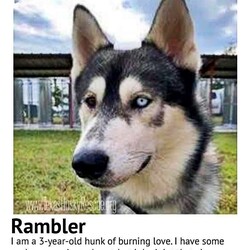 Adopt a dog:Rambler/Siberian Husky/Male/Adult,Rambler is about 3 years old and just recently joined the TXHR Family!  He is settling in great at his Foster Home.  We don't know a lot about his personality but we do know Rambler is dog friendly and about as handsome as they get.  Unfortunately he is HW+ so will need to go through treatment before he will be available for adoption.  So please stay tuned for updates and availability on this Ramblin' Man...don't stand to close to the flame, your heart will never beat the same.