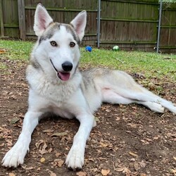 Adopt a dog:SheRa/Husky/Female/Adult,Meet SheRa! 

SheRa is a 2 year old Husky who weighs approximately 45 lbs. This sweet girl will be spayed, vaccinated, microchipped and fully vetted before adoption. She is crate trained and housebroken! 

This sweet girl is so fun and friendly! She loves all the people she meets and has an amazing loving energy. She has great manners and is friendly with other dogs and kids! SheRa is extremely athletic and typical of her breed she will need lots of exercise and stimulation. She would love a home with lots of space to explore and run around! 

If you’re interested in adopting please fill out our adoption application at the link 
www.bullluvablepaws.org/adopt 

#bullluvablepaws #bullluvablepawsandchiwawasrescue #rescuedog #rescuedogsofinstagram #shelterdog #rescuedogsrock #adoptable #adoptabledogs #adoptabledogsofinstagram #fosterdog  #fosterdogsofinstagram #dogsofinstagram #dogsofdallas #dallasdoglife #adoptabledogsofdallas #adoptdallas #adoptdontsho