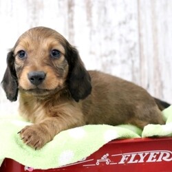 Hunter/Dachshund/Male/,Hi, I'm Hunter and I will just do everything I can to make you happy. I will just fill your life with love and kisses. Imagine all the cool things we can do together! And when we're done, we’ll cuddle together. I will arrive up to date on vaccinations and vet checked from head to tail. I can't wait to meet you! Oh, and did I mention that I give world-famous puppy kisses? Don’t miss out on them!