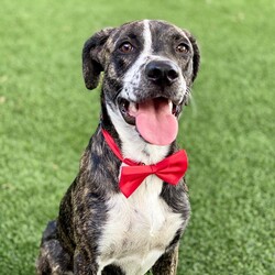 Adopt a dog:Scorpio/Catahoula Leopard Dog/Male/Adult,Meet Scorpio!

This stunning boy is a 2 year old Pit Mix who weighs approximately 40 lbs. Scorpio will be fully vetted, vaccinated, neutered and microchipped before adoption. This sweet brindle boy is very friendly and so far loves all people and dogs he meets. 

Scorpio is a high energy boy who would love to find someone with matching energy as his forever person. He knows simple commands such as sit and lay down. He loves to play with soft plush toys and cozy blankets. He loves play time and goes crazy for plush toys and gives lots of kisses. Scorpio is an amazing dog who would love to be a part of your active and loving home.

To adopt Scorpio fill out our adoption application at the link below 
www.bullluvablepaws.org/adopt