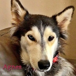 Adopt a dog:Agnes/Siberian Husky/Female/Adult,Hi, there! My name is Agnes, and I recently found myself knocked-up and living in the shelter at the ripe age of 3. It definitely wasn’t the ideal life, but at least I had the man I loved with me...or so I thought. As soon as TXHR came in to rescue us, my man abandoned me while I was pregnant to pursue his own happily-ever-after with his very forever family.

 Luckily, I ended up in a foster home where I could raise my babies. Being a single mom is hard enough by itself, but I had to be a single mom to nine puppies. Yup, you heard that right. I had NINE puppies. I’m on the petite side, too, so I honestly don’t know how I fit all of those monsters in my tummy. I was just as shocked as my foster mom was when they just kept coming out. 

 Now that my kids are all grown up and I’m living the empty-nester life, I find that I have a lot of time on my paws, especially since the kids don’t call to check in on me. It’s seems like out of 9 kids, at least one of them would call. Oh well, at least I don’t have to share my toys with them anymore, and I can take long, uninterrupted naps without them whining for me to feed them. I also have plenty of time to play with my canine foster brother and cuddle on the couch.

 Although some girls might be devastated to have their loved ones abandon them, I choose to look on the bright side. I am now learning how to be a strong, independent woman who lives her life for herself. I just feel sorry for those who choose to live their lives without me. They are seriously missing out, and I’d hate for you to be one of those people. 

Do yourself a favor, and fill out an application for me. It will be the best decision of your life.